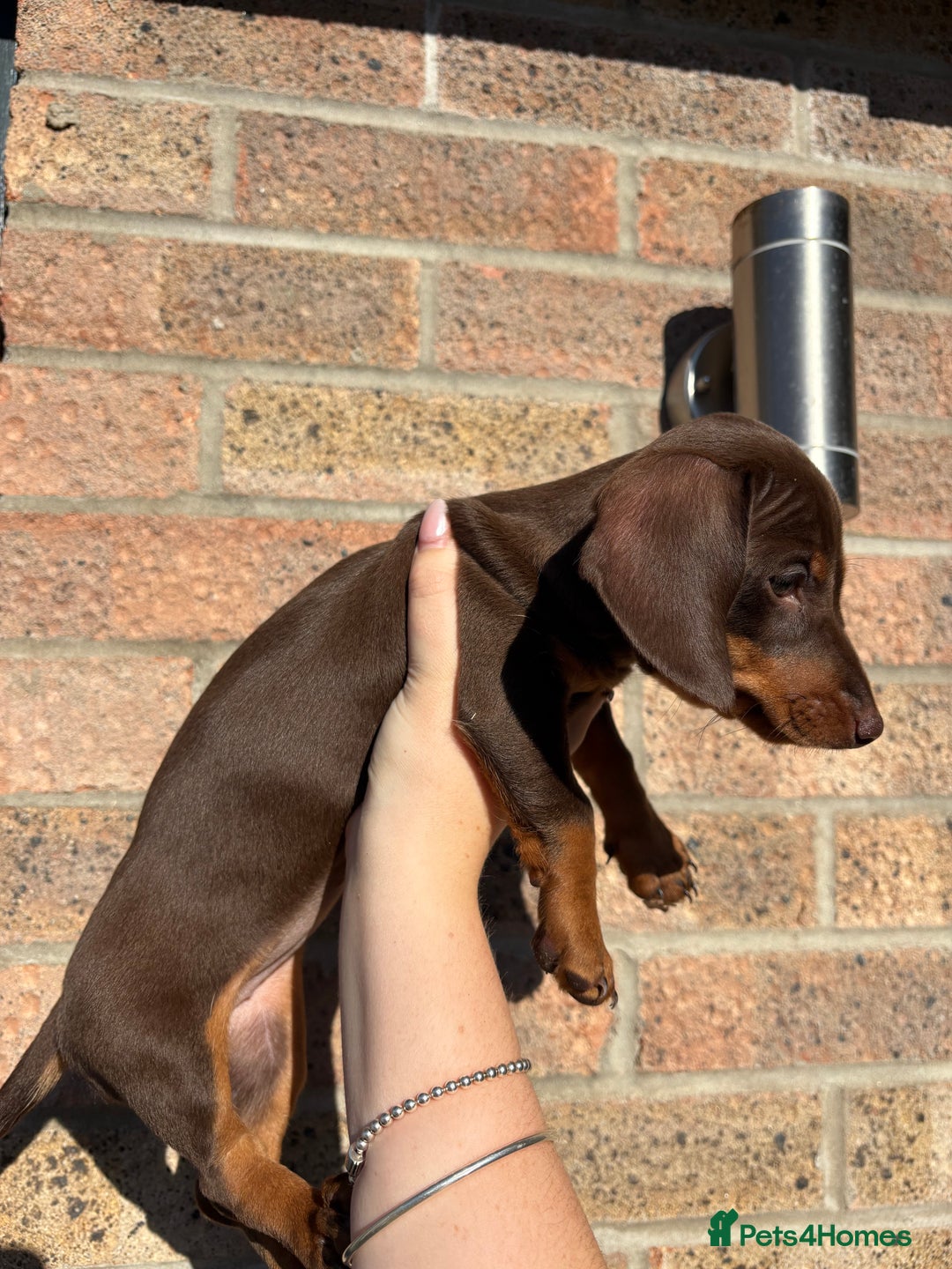Miniature Dachshund dogs for sale: Miniature Dachshunds - Image 27
