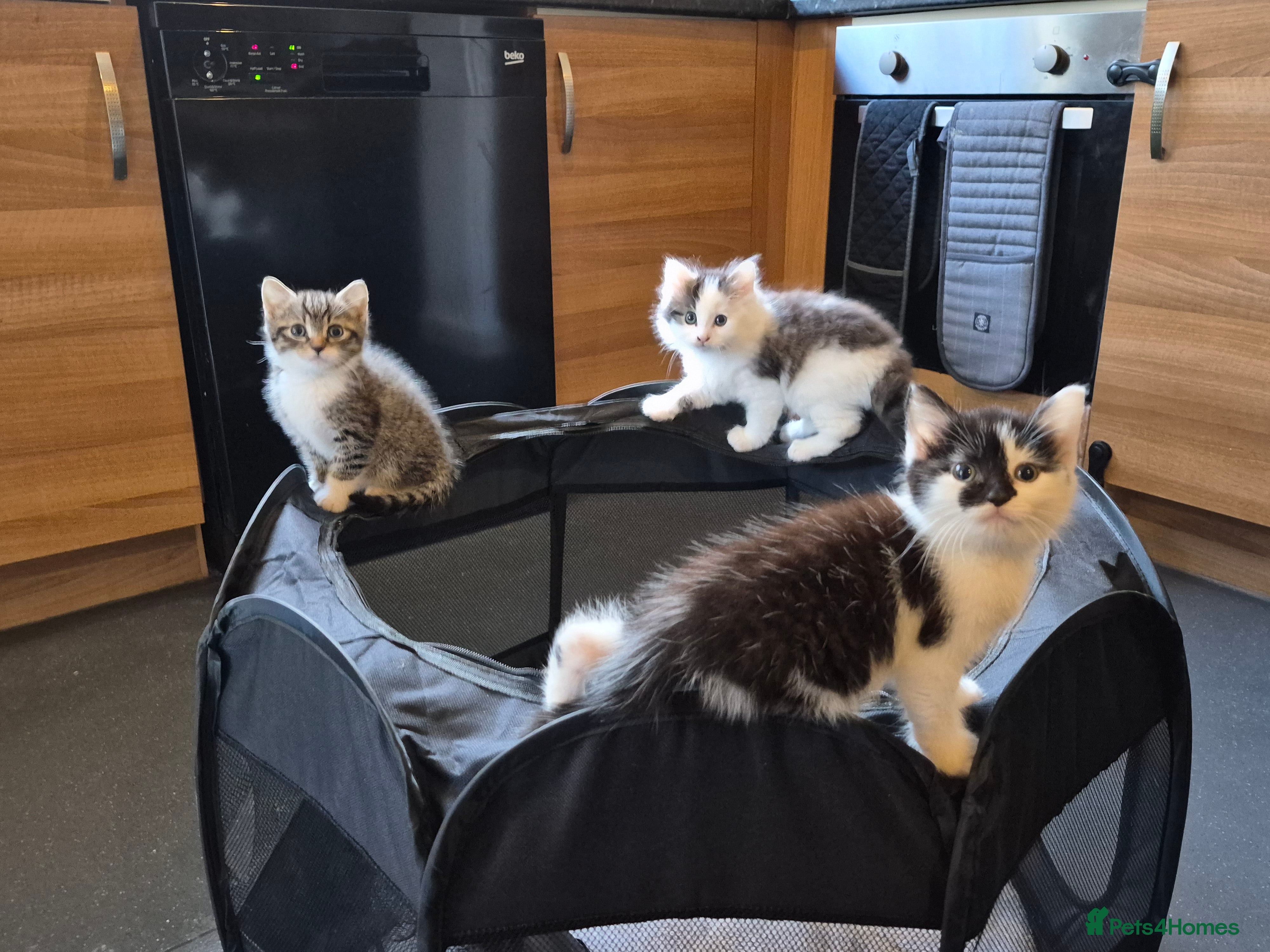 Mixed Breed cats XxX Gorgeous calico mixedbreed kittens XxX😸 🥰 - Advert 5
