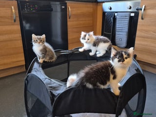 Mixed Breed cats XxX Gorgeous calico mixedbreed kittens XxX😸 🥰 - Advert 5
