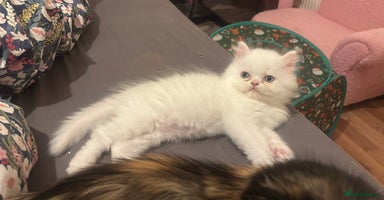 Persian cats - Advert 2