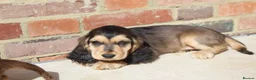 Cocker Spaniel dogs for sale: Kennel Club Registered Show Type Cocker puppies - Advert 22