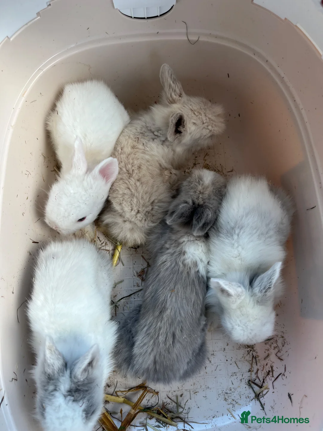 Lionhead rabbits for sale: Baby lionhead Rabbits  - Advert 1