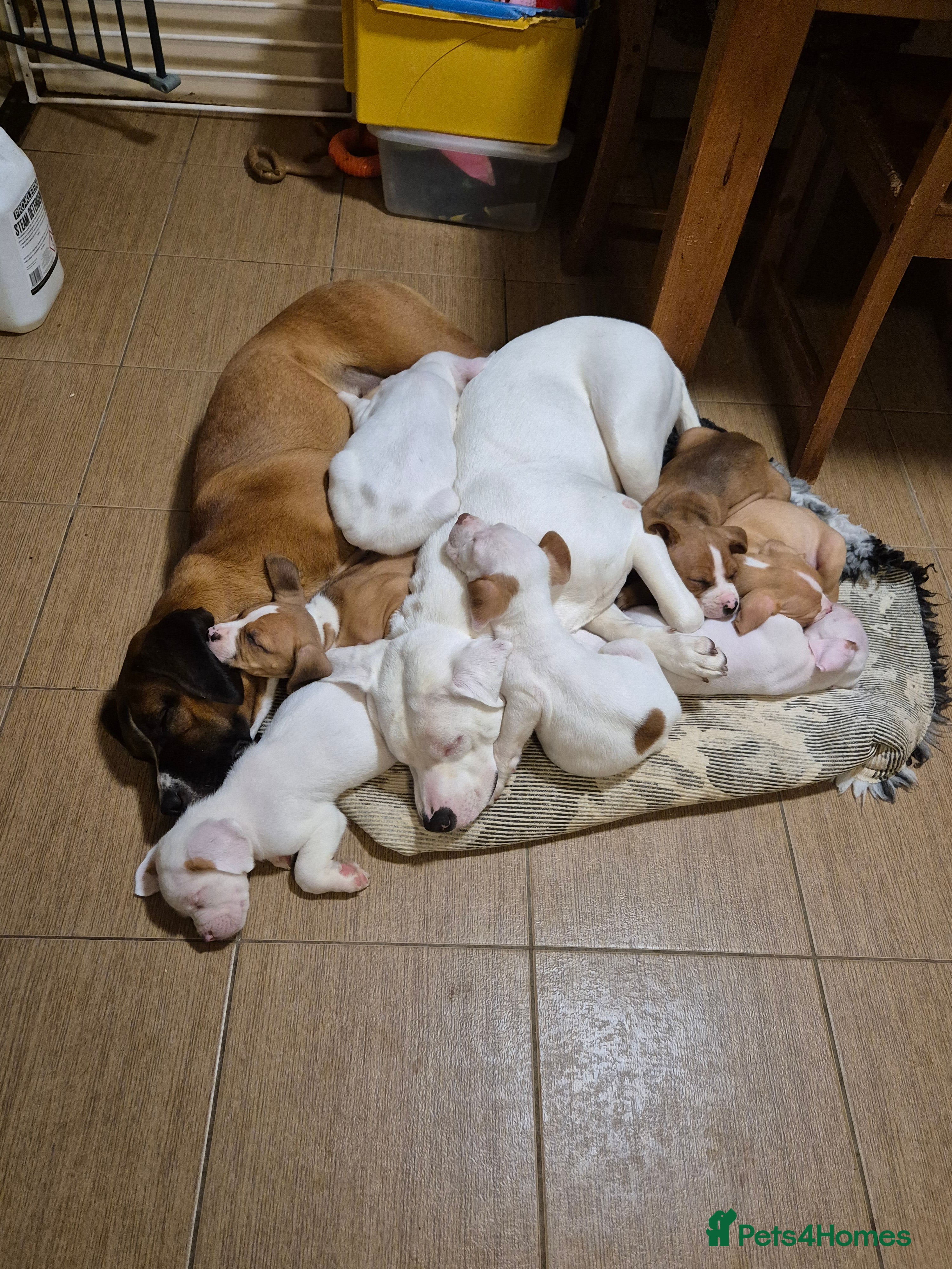 Mixed Breed dogs Puppies  - Advert 1