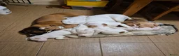 Mixed Breed dogs for sale: Puppies  - Advert 1