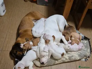 Mixed Breed dogs Puppies - Advert 8