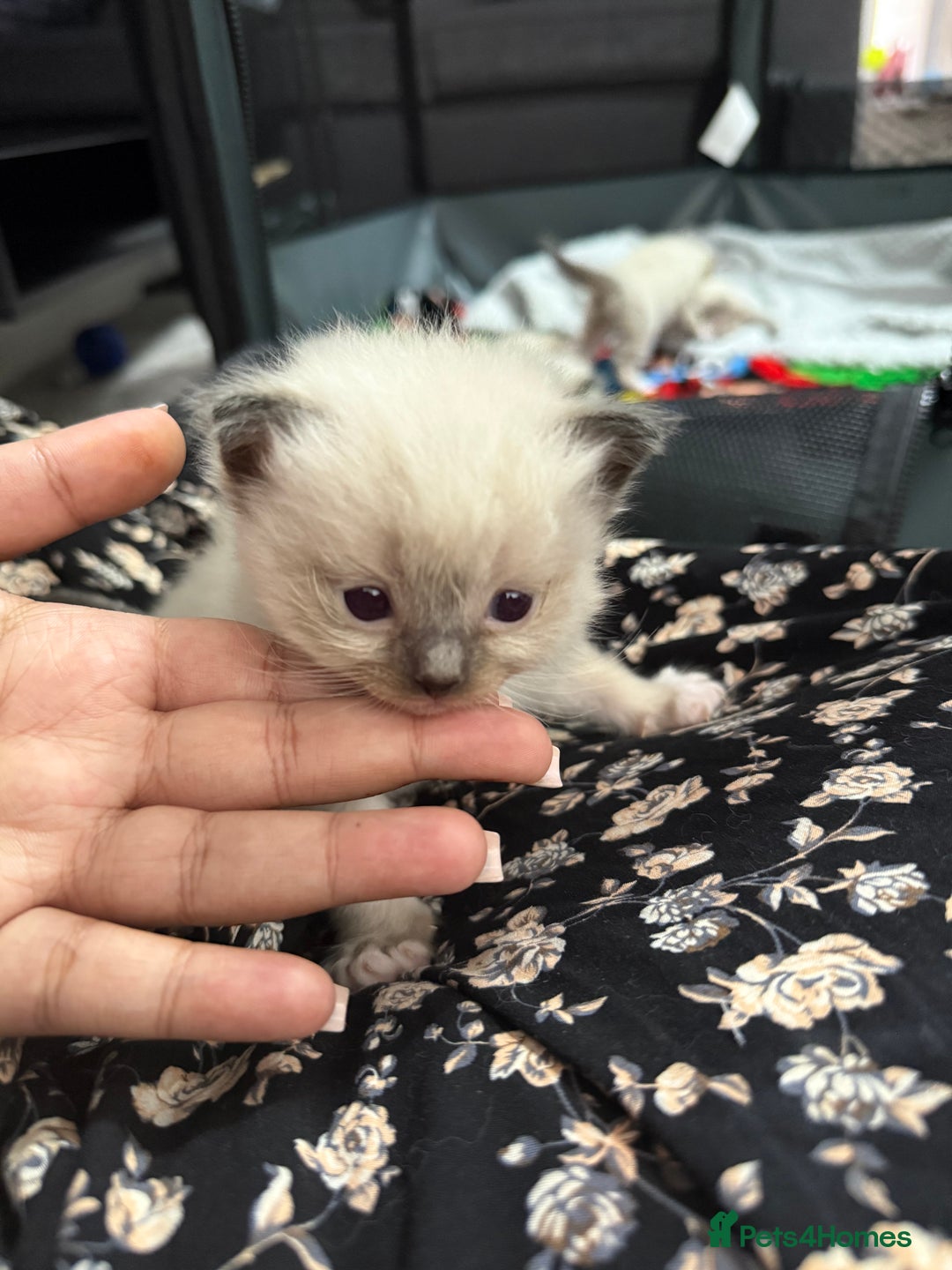 Ragdoll cats for sale: 7 beautiful lynx blue/seal point ragdoll kittens - Image 6