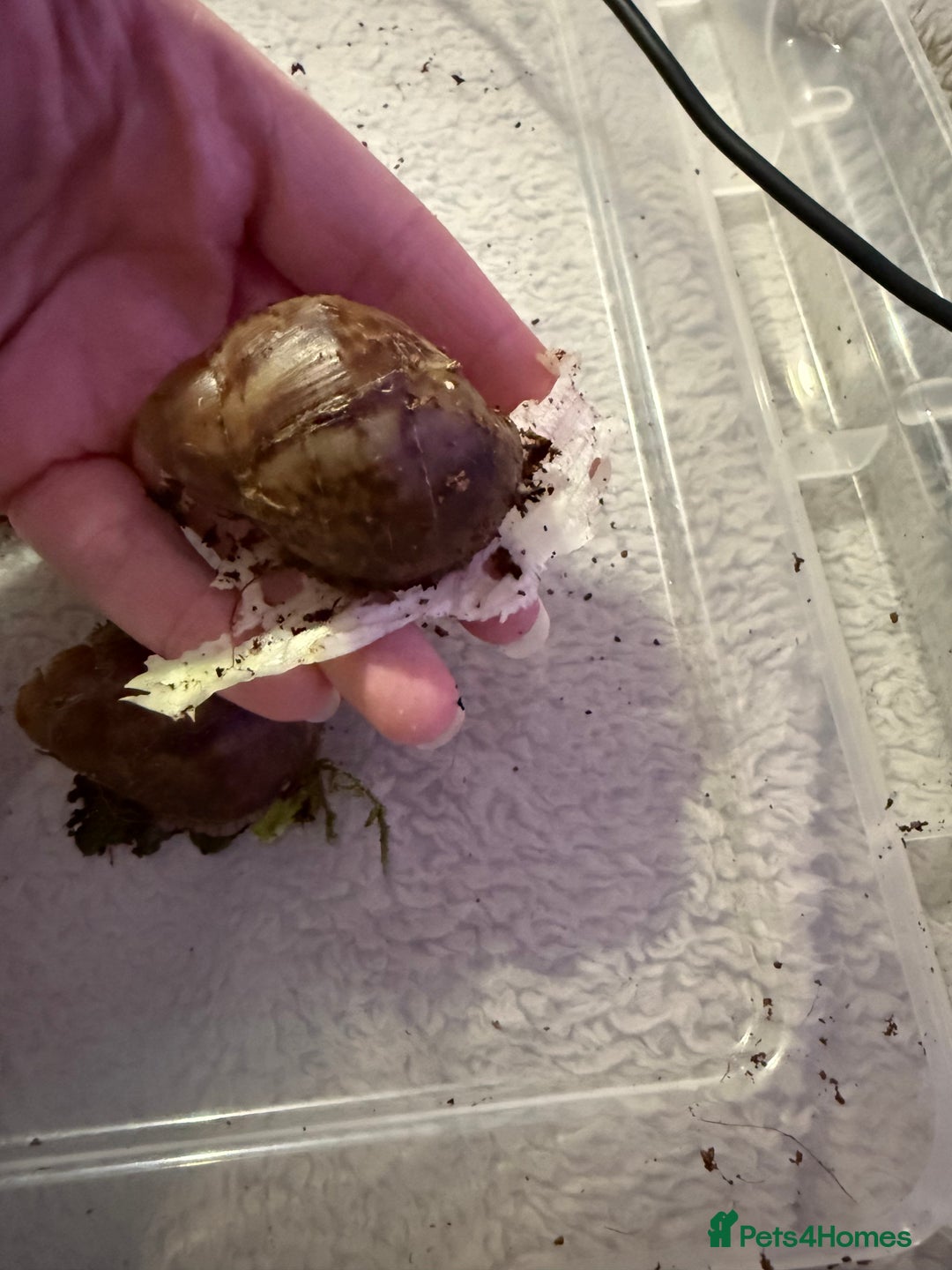 Snails invertebrates for sale: Ovum snails  - Advert 5