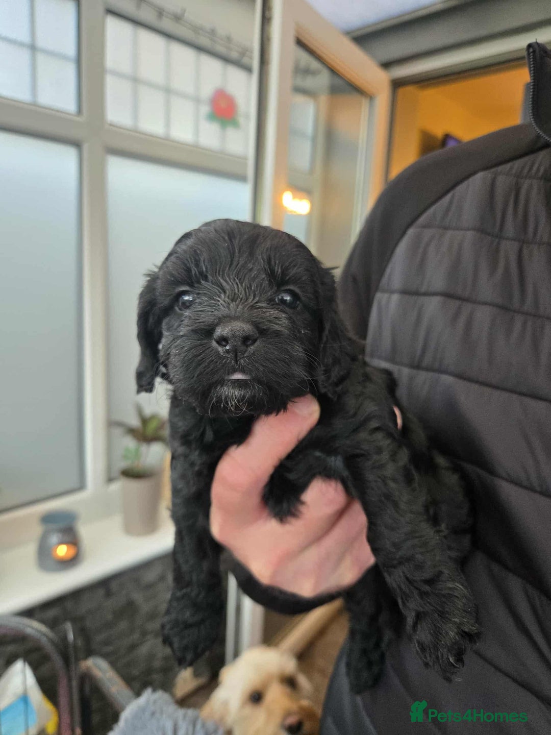Cockapoo dogs for sale: Gorgeous F1 Cockapoo puppies  - Image 8
