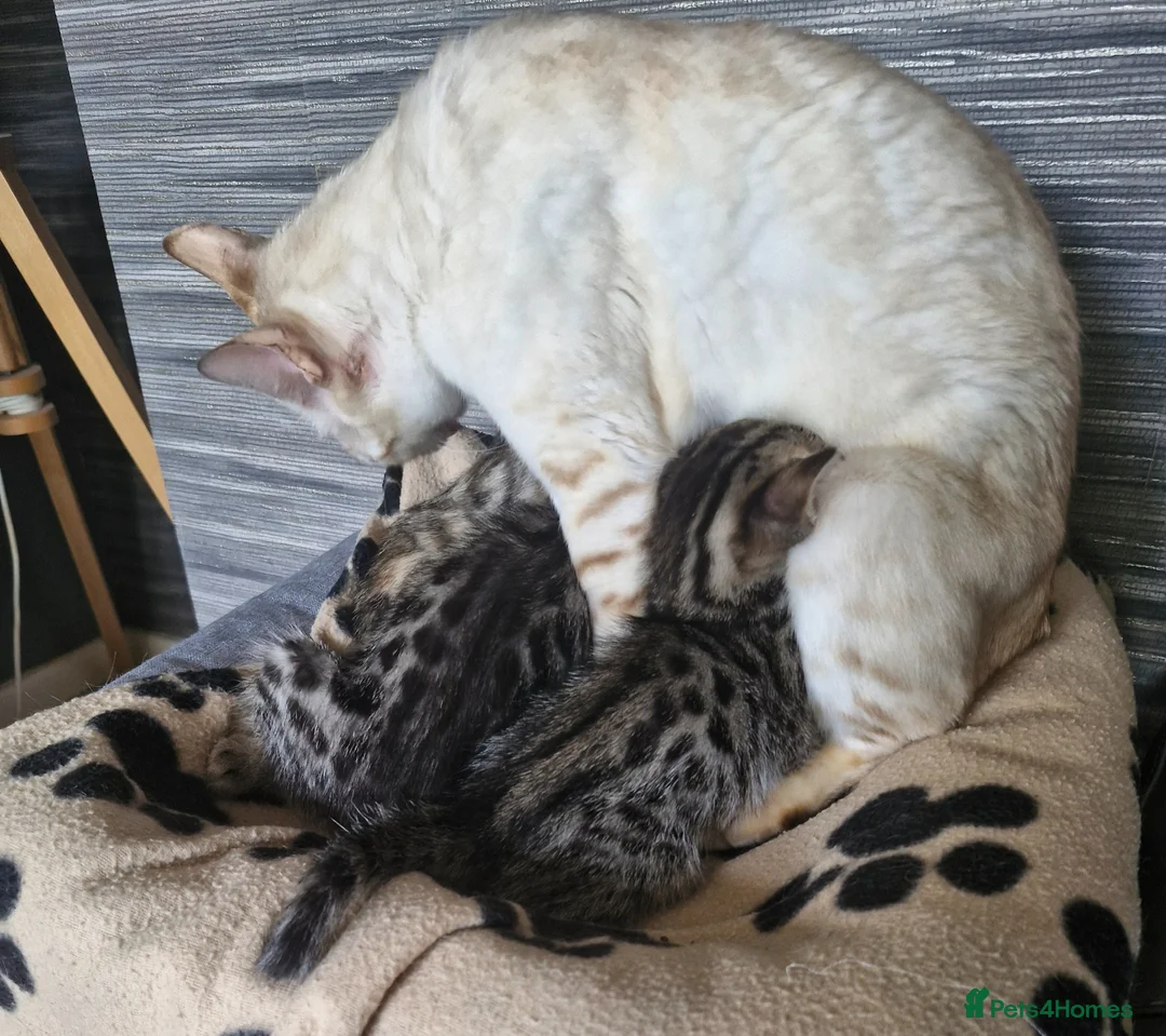 Bengal cats for sale: 4 half bengal kittens - Advert 2