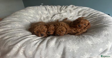 Cavapoo dogs - Advert 13