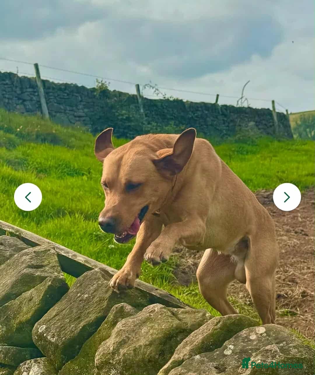 Labrador Retriever dogs for sale: Fox red Labrador - Image 19