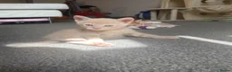 Mixed Breed cats for sale: One dilute girl  in Abergavenny - Advert 2