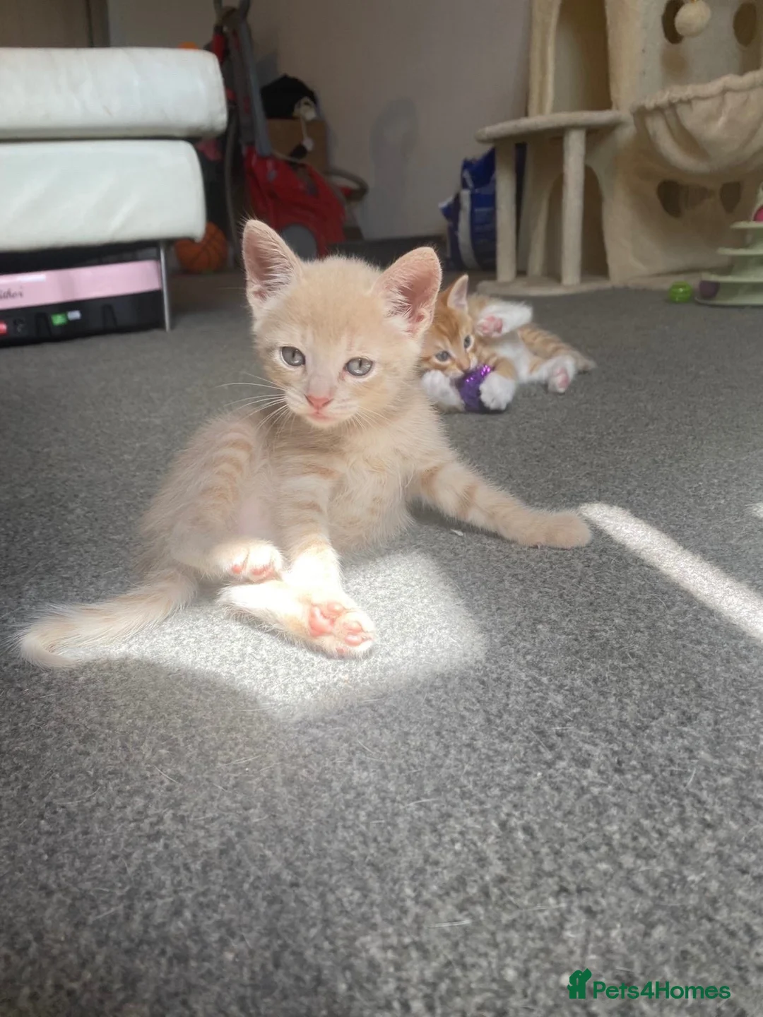 Mixed Breed cats for sale: One dilute girl  in Abergavenny - Advert 2