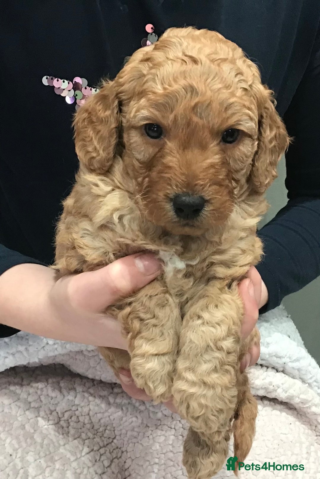 Labradoodle dogs for sale: 5* MINI F1B LABRADOODLE PUPPIES. - Advert 22