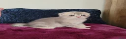 Scottish Fold cats for sale: Adorable Blue Golden Male Scottish Fold Kitten - Advert 9