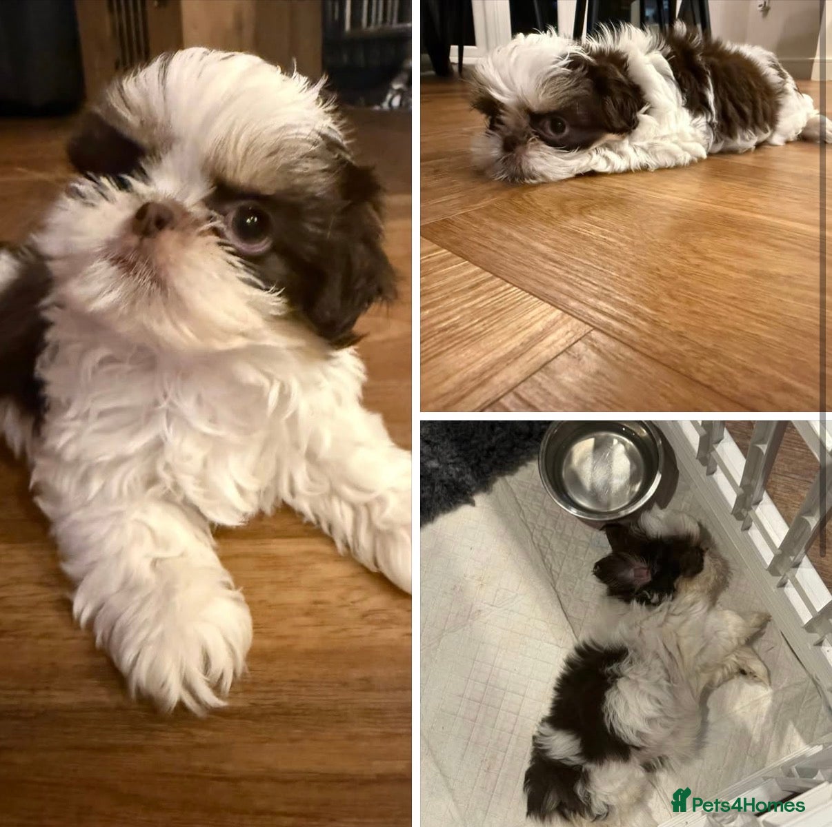 Shih Tzu dogs Imperial Shih Tzu – Last Puppy Available - Advert 2