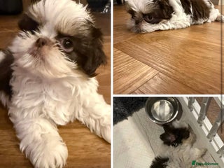 Shih Tzu dogs Imperial Shih Tzu – Last Puppy Available - Advert 3