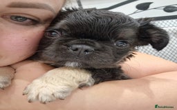 French Bulldog dogs for sale: KC registered Fluffy  French Bulldog READY TO GO! - Image 17