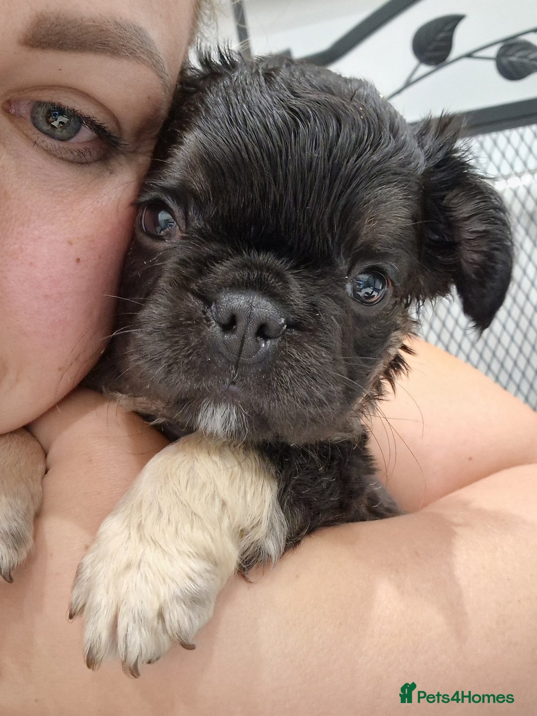 French Bulldog dogs for sale: KC registered Fluffy  French Bulldog READY TO GO! - Image 17