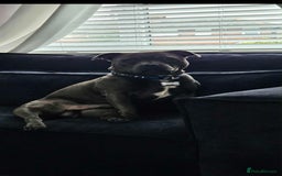 Staffordshire Bull Terrier dogs for sale: Kc reg Blue Staffordshire bull terrier puppies  - Image 5