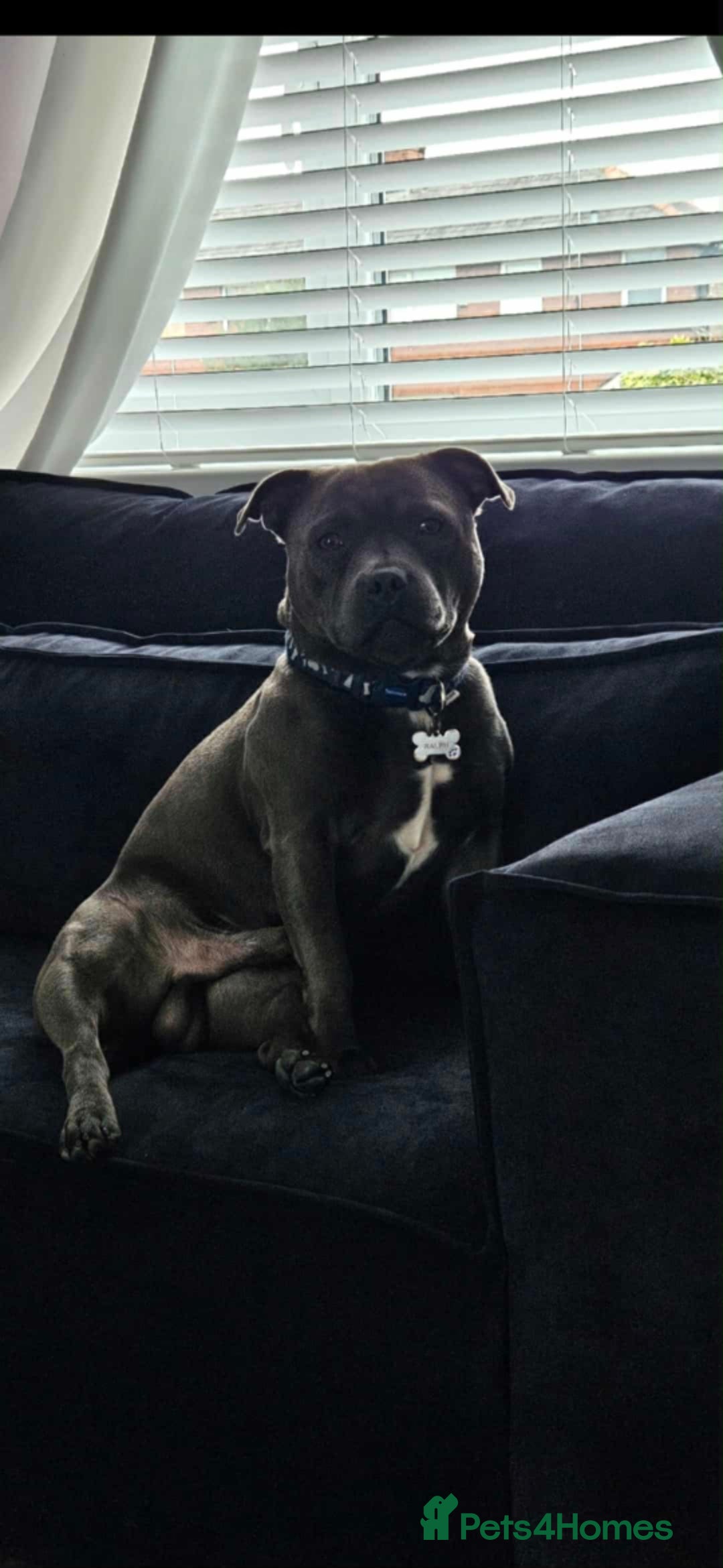 Staffordshire Bull Terrier dogs for sale: Kc reg Blue Staffordshire bull terrier puppies  - Image 5