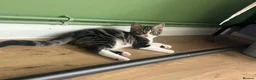 Mixed Breed cats for sale: 🐾 Push Pop & Mouse  - Advert 2