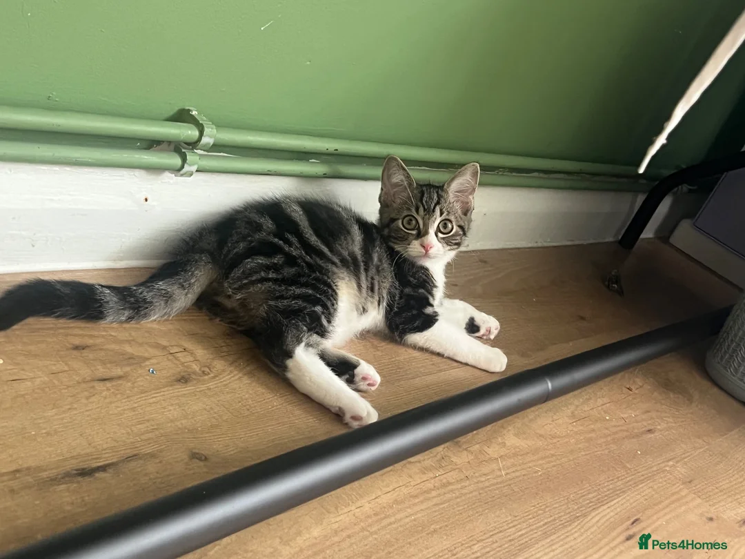 Mixed Breed cats for sale: 🐾 Push Pop & Mouse  - Advert 2