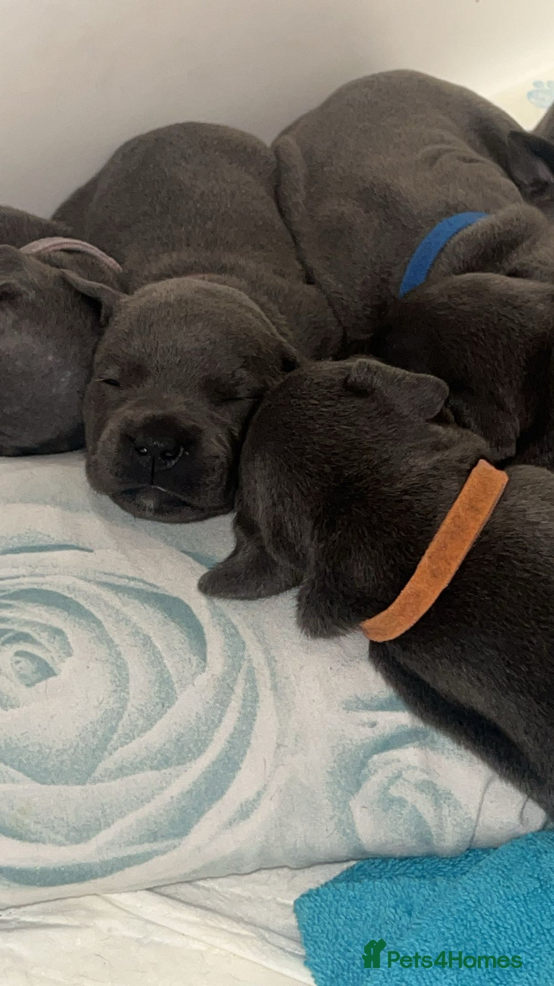 Staffordshire Bull Terrier dogs for sale: Beautiful blue staff puppies  - Image 31