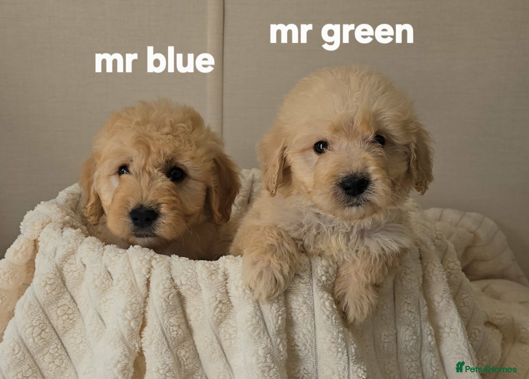 Mini Goldendoodle dogs 4 outstanding miniature goldendoodle  - Advert 1