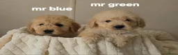 Mini Goldendoodle dogs for sale: 4 outstanding miniature goldendoodle  - Advert 2