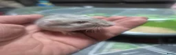 Hamster rodents for sale: Russian dwarf babies - Advert 5