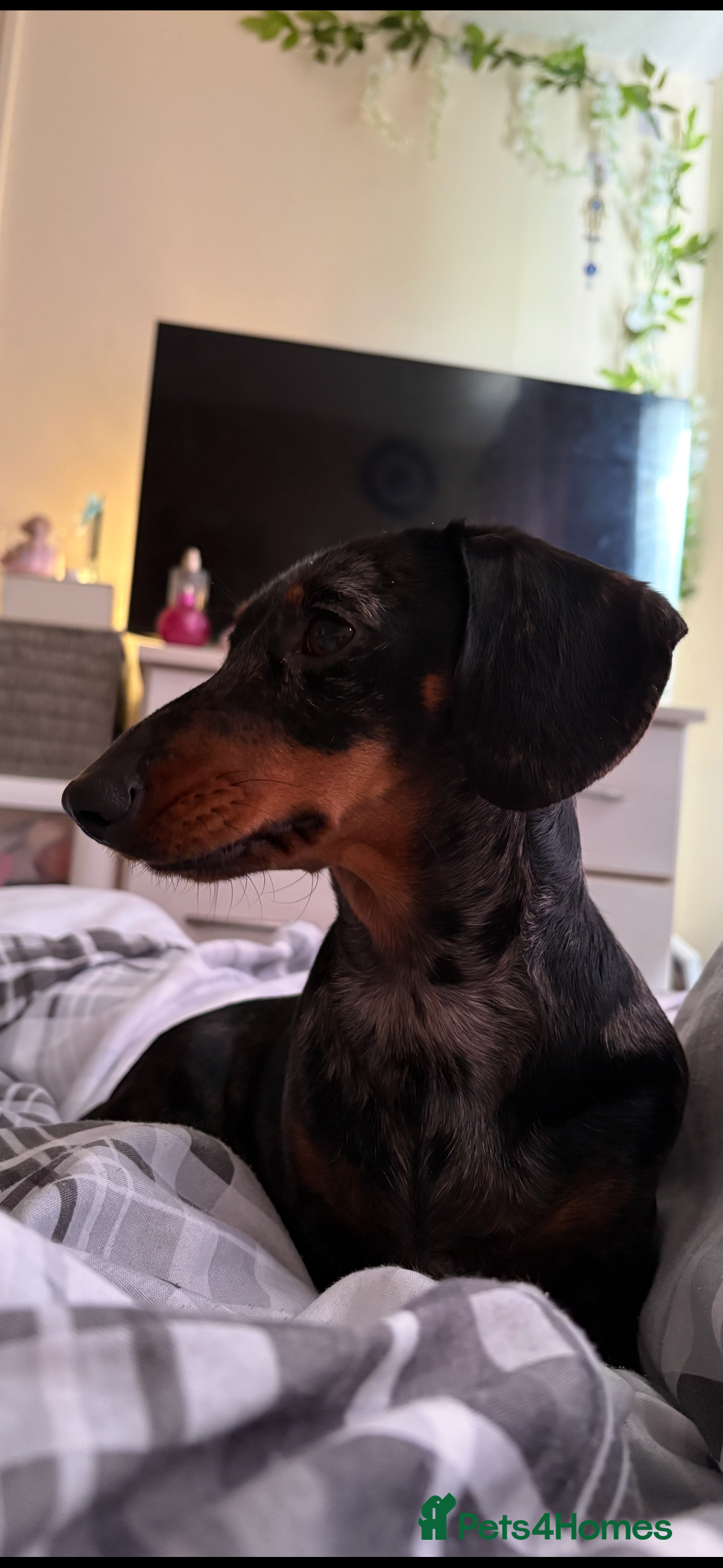 Dachshund dogs Dapple dachshund  - Advert 9