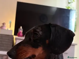 Dachshund dogs Dapple dachshund - Advert 4