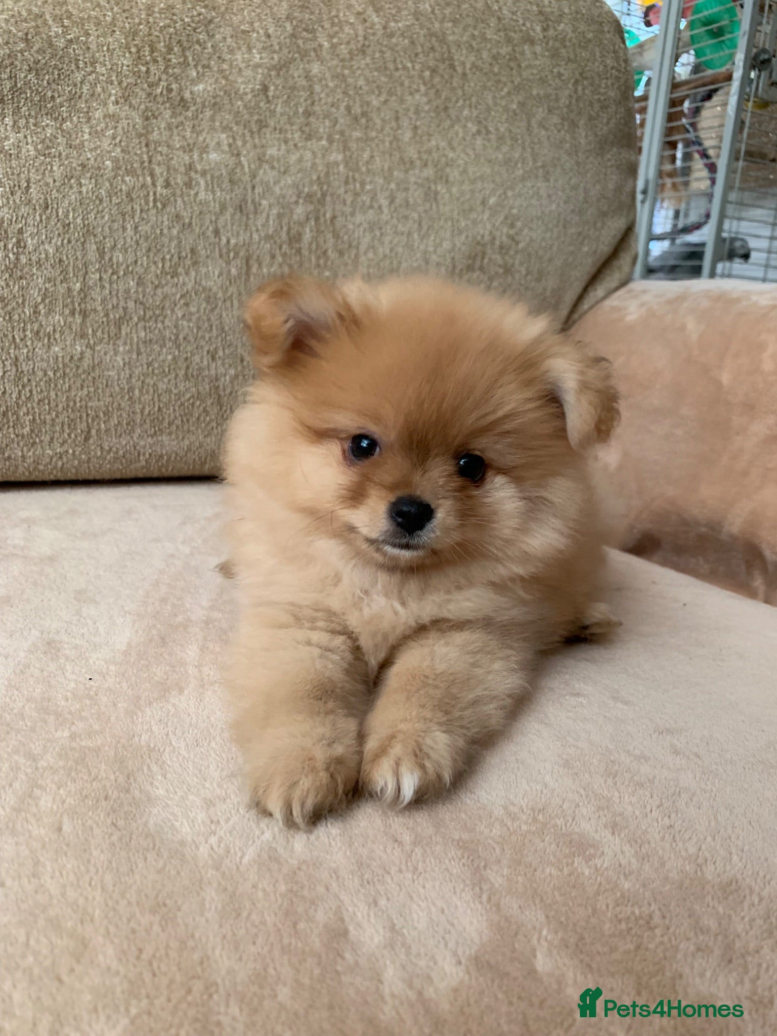 Pomeranian dogs Pomeranian girl puppy  - Advert 1
