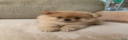Pomeranian dogs for sale: Pomeranian girl puppy  - Advert 1