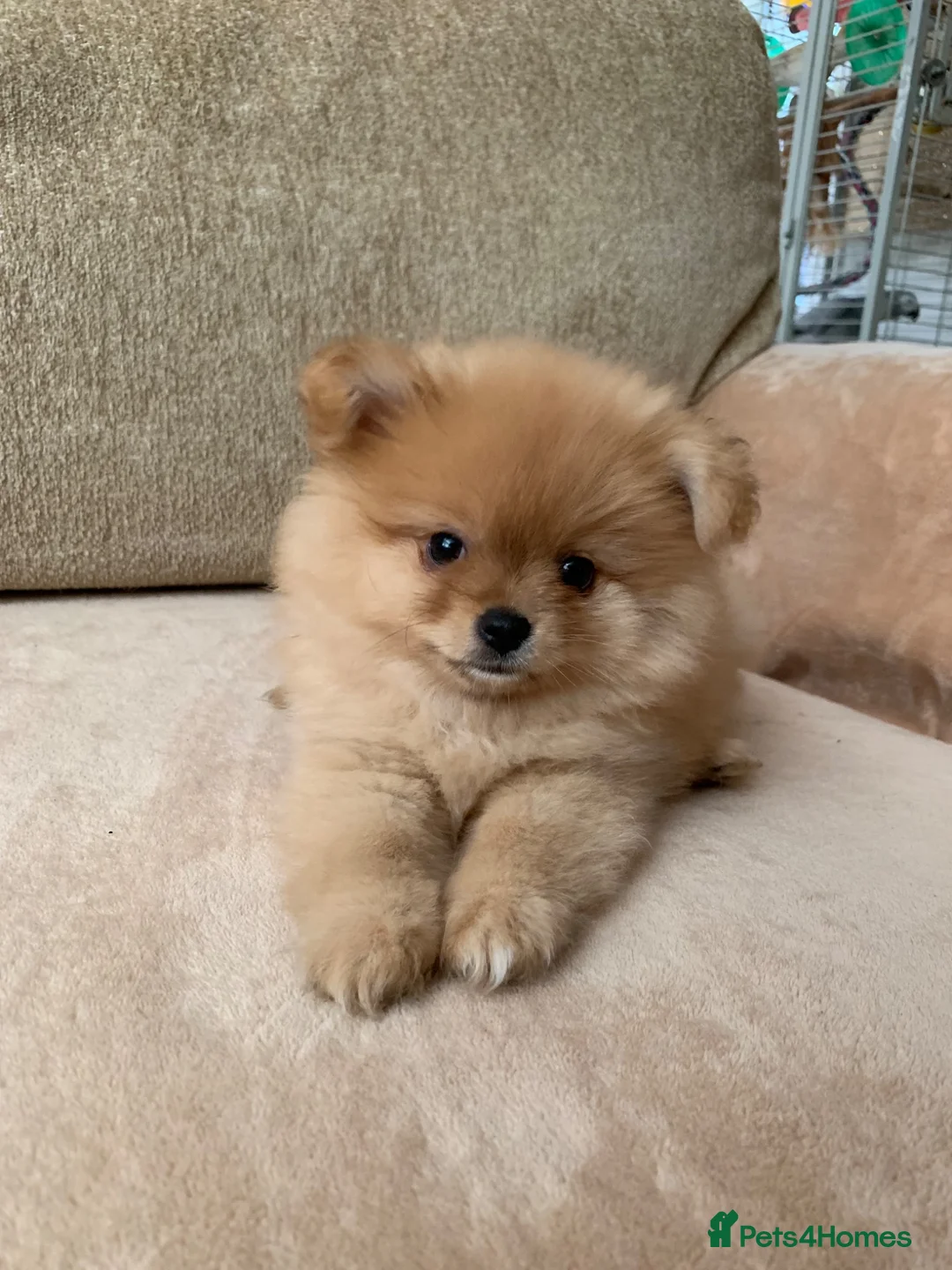 Pomeranian dogs for sale: Pomeranian girl puppy  - Advert 1