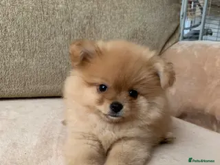 Pomeranian dogs Pomeranian girl puppy - Advert 1