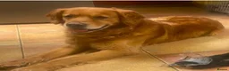 Golden Retriever dogs for sale:  Golden Retriever Puppies - health tested - Advert 2