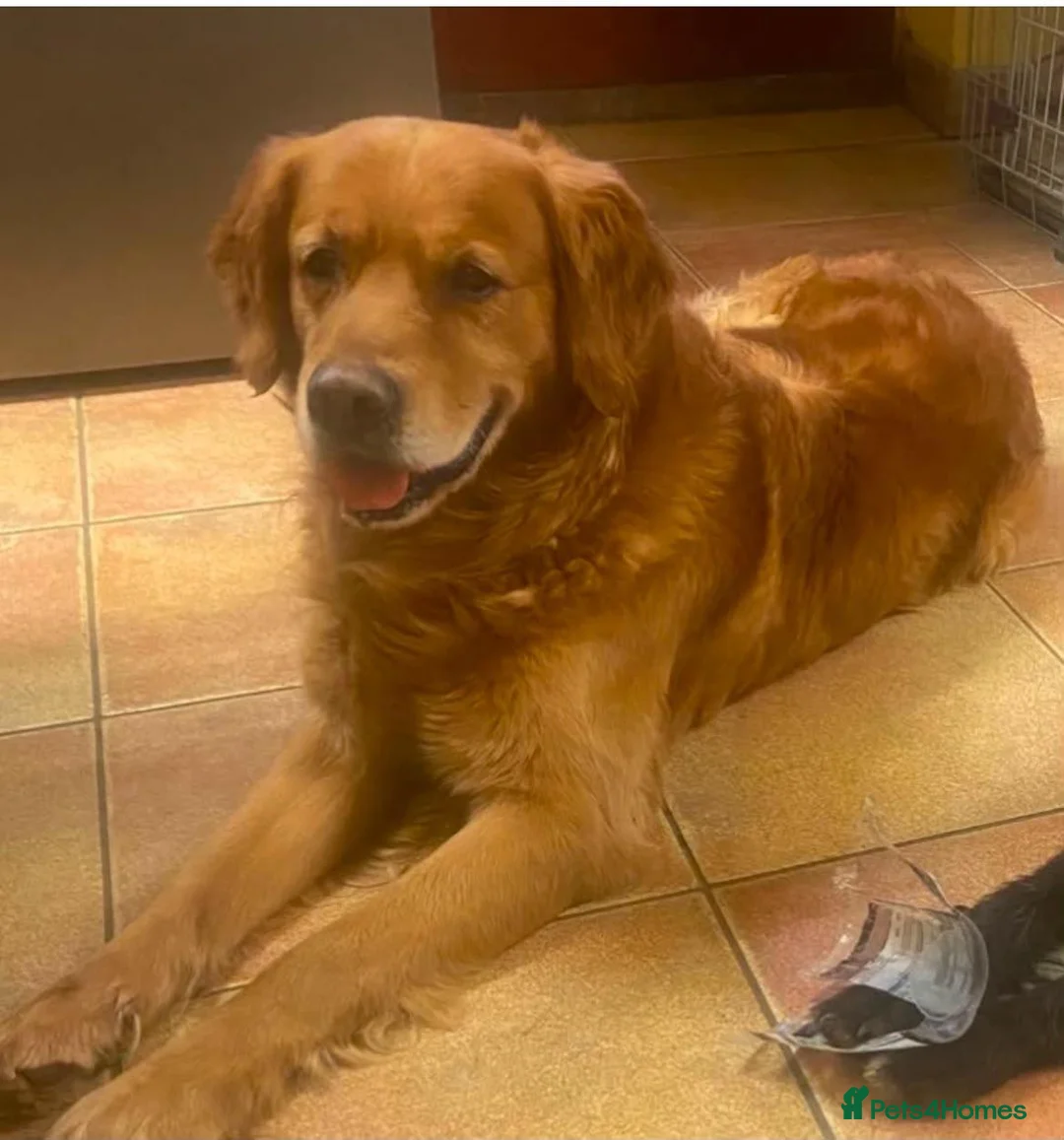 Golden Retriever dogs for sale:  Golden Retriever Puppies - health tested - Advert 2