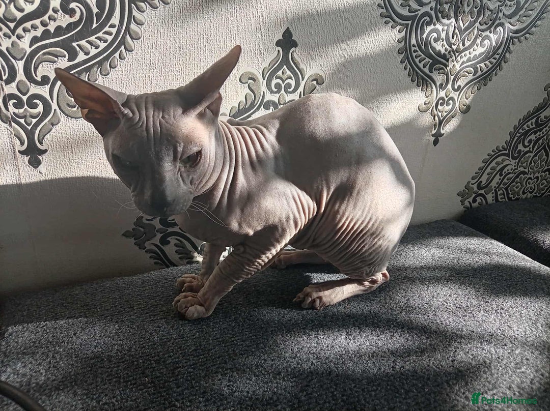 Sphynx cats for sale: Shynx Elf & Peterball kittens - Image 14