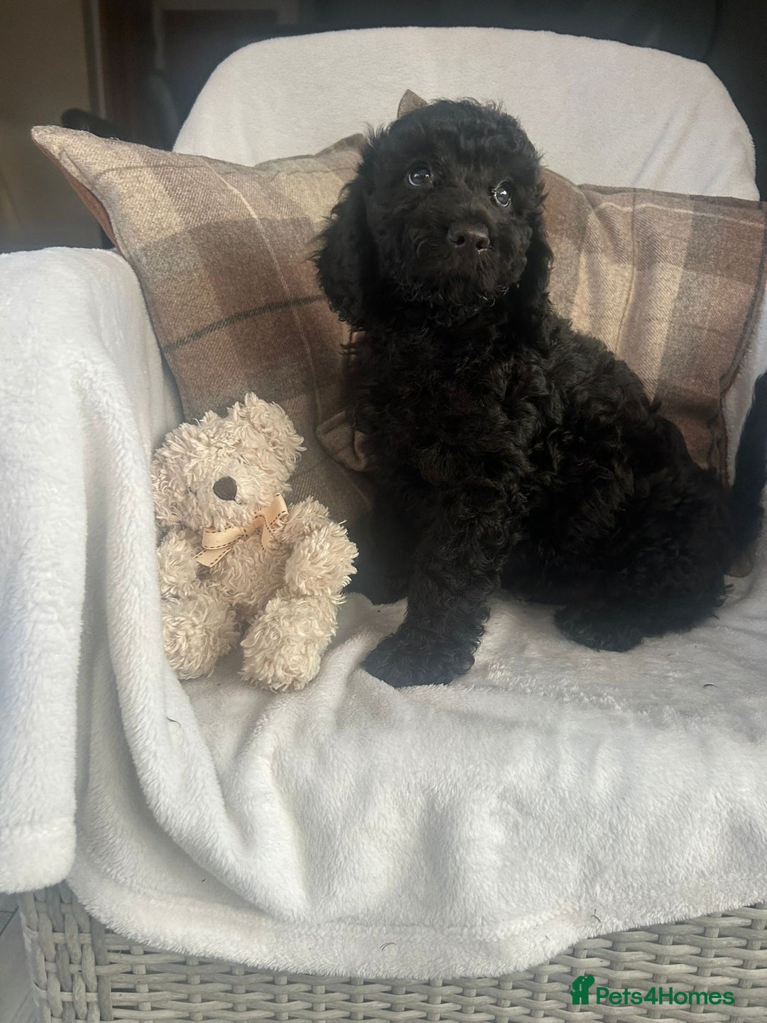 Cockapoo dogs for sale: F1 miniature gorgeous cockapoo puppies  - Image 19