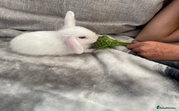 Mini Lop rabbits for sale: Beautiful mini lop babies - super temperaments - Image 3