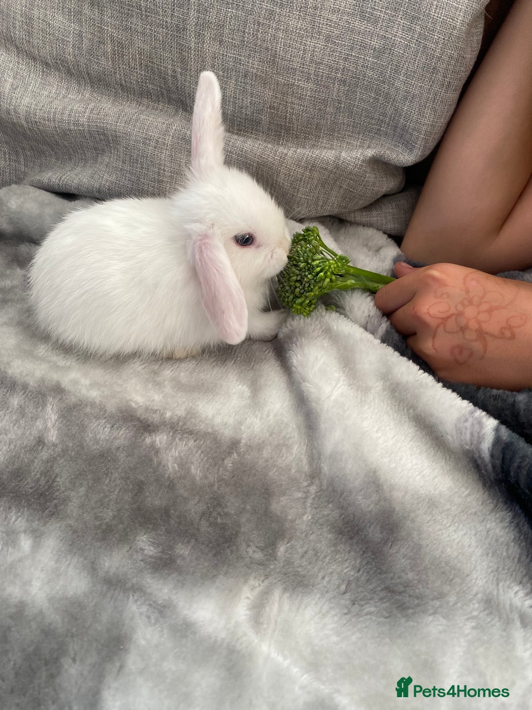 Mini Lop rabbits for sale: Beautiful mini lop babies - super temperaments - Image 3