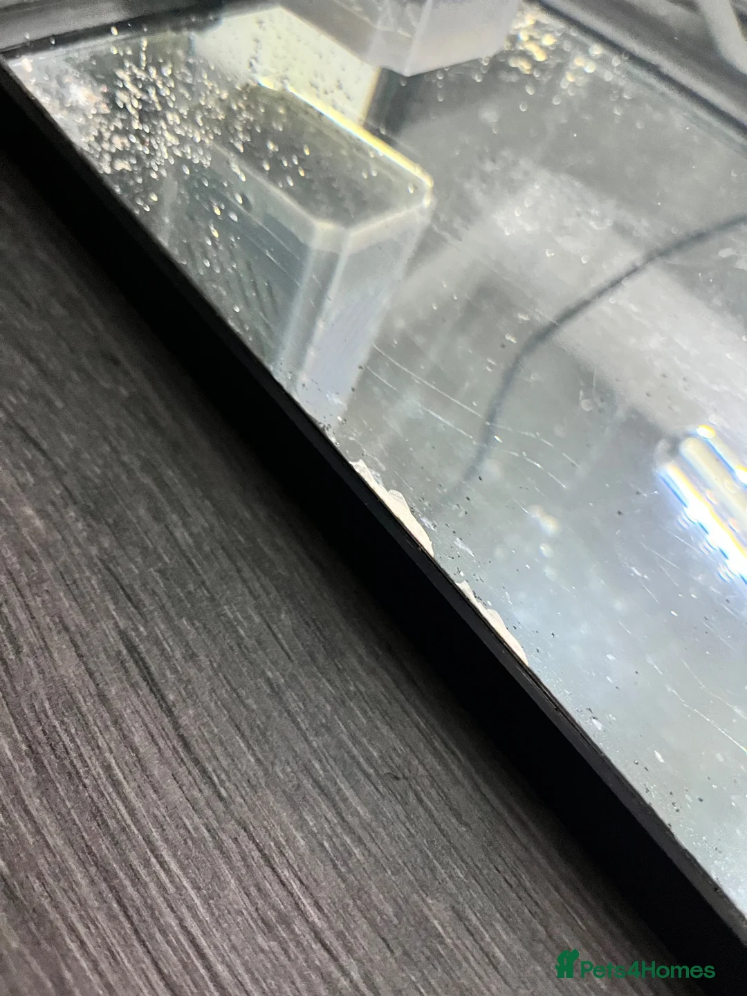 Cichlids fish for sale: Malawi cichlids dragon blood  - Advert 6