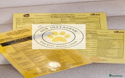 Maine Coon cats for sale: Maine coon kittens champion line DNA health tested - Advert 5