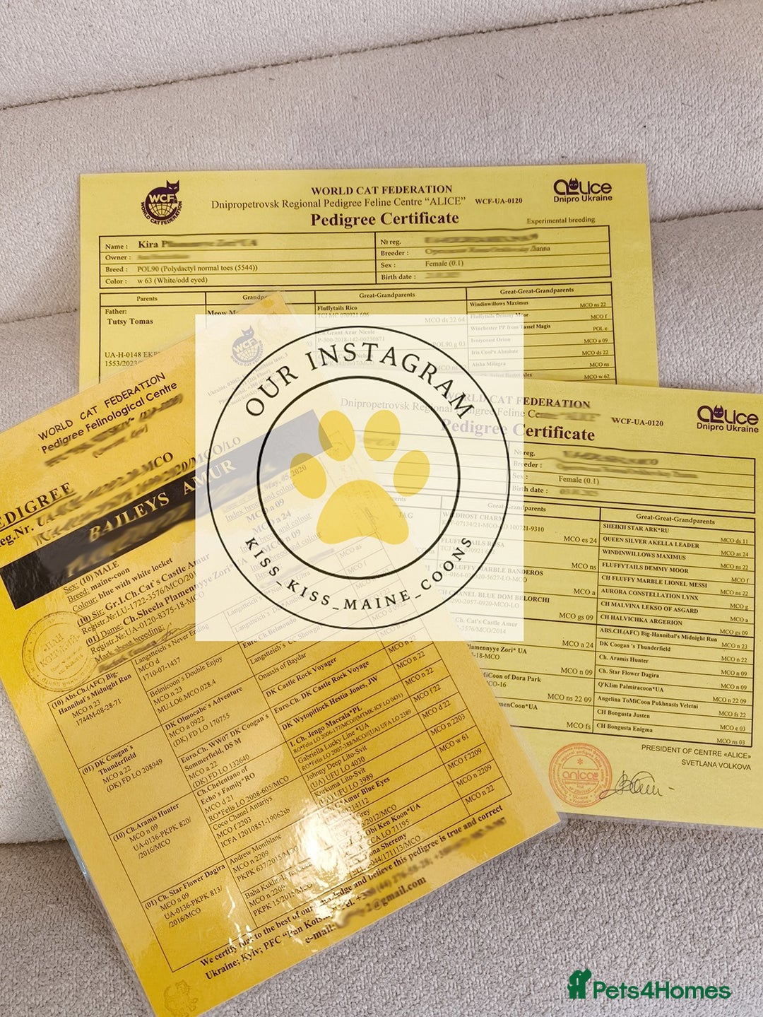 Maine Coon cats for sale: Maine coon kittens champion line DNA health tested - Advert 5