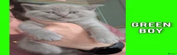 British Shorthair cats for sale: 5 Stunning Lilac Shorthair Kittens For Sale - Advert 5