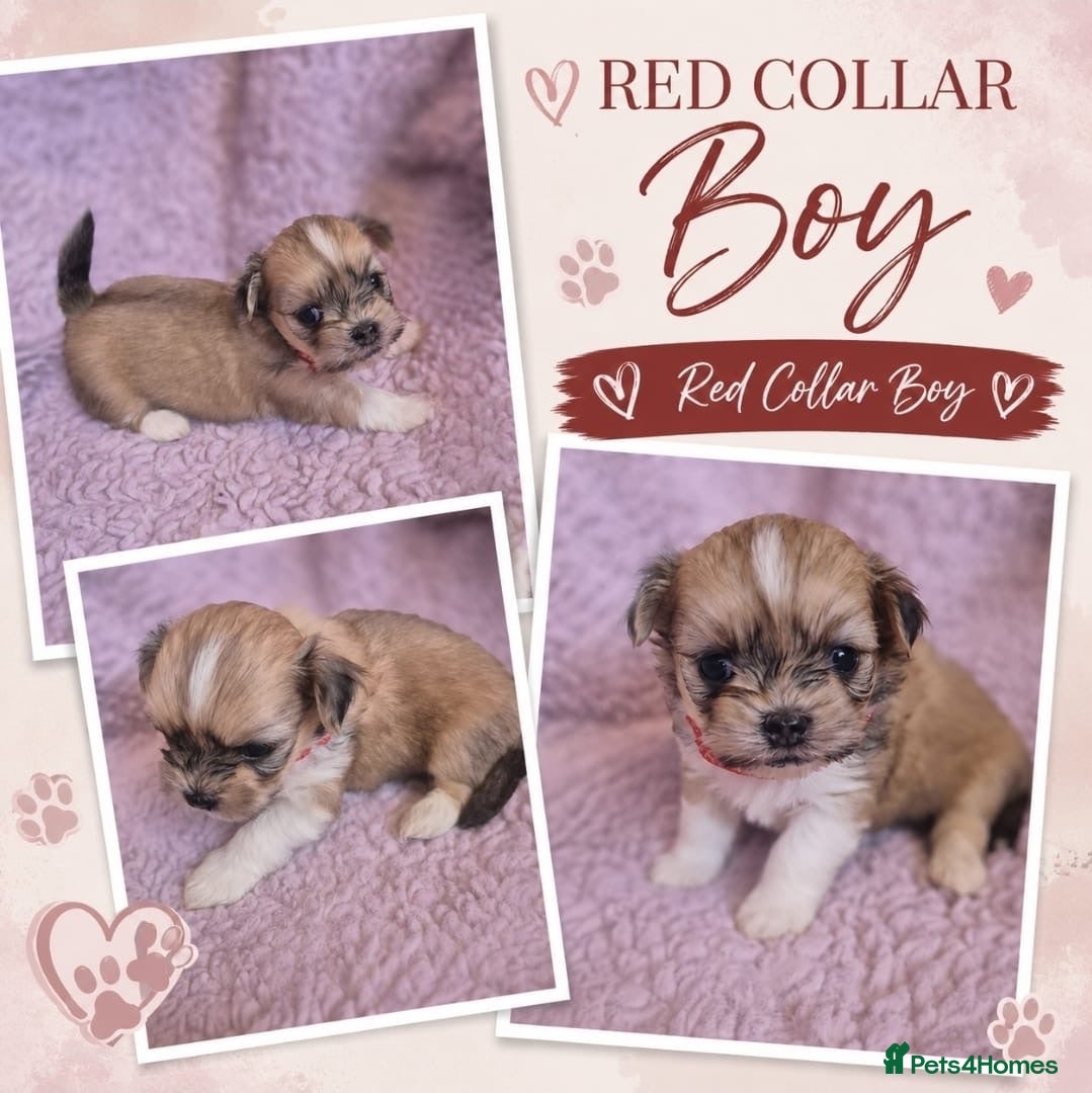 Lhasa Apso dogs KC REG LHASA APSO PUPS  - Advert 5