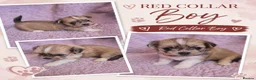 Lhasa Apso dogs for sale: KC REG LHASA APSO PUPS  - Advert 2