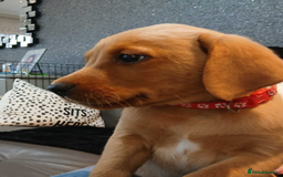 Labrador Retriever dogs for sale: KC Reg Fox Red Labrador pups.Council licensed. - Image 4